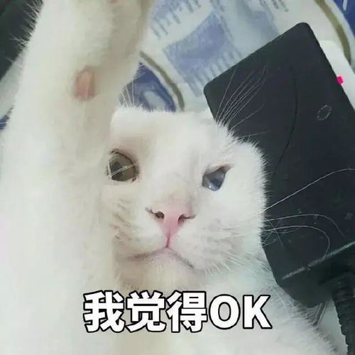  0元包邮免费领猫粮你家猫一年的口粮我也承包了