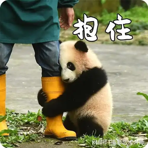 我的大熊猫表情包分你一点 我的大熊猫表情包分你一点