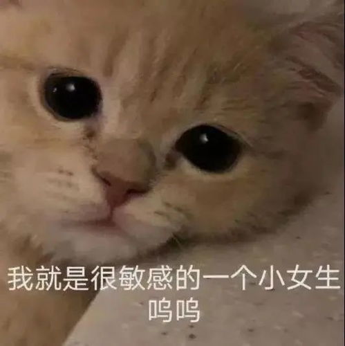  沙雕猫猫表情包我就是菜,怎样