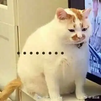 这个表情包被疯传的网红猫咪去世了 这个表情包被疯传的网红猫咪去世了