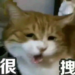 猛虎落泪表情包 微博冷