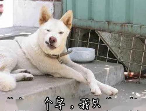  幽默搞笑的爆笑段子你忍得住几个