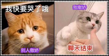  我撒娇vs别人撒,忍了表情包,忍了聊天记录,看到它我叫撒野