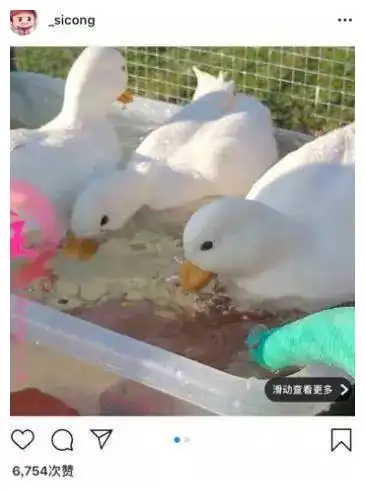  王珞丹深夜发文帮同事寻宠物鸭结果贼找到了,但鸭没了