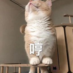  萌萌哒的表情包,你不要不理人家嘛,人家知道错了