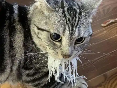 猫偷吃一大口萝卜丝,被抓后当场吐掉,还摆出这表情 猫偷吃一大口萝卜丝,被抓后当场吐掉,还摆出这表情