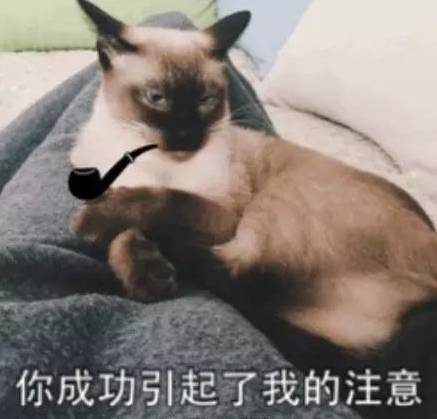  接住,大波猫咪表情包袭来...