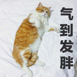  养猫不该以胖为荣,胖是危及主子生命的定时炸弹