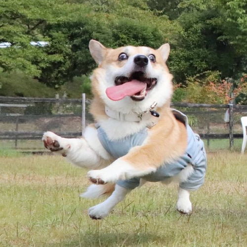  每张都是表情包哈哈哈哈