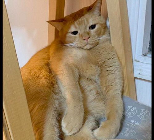  主人一回家就对猫咪狂亲,它已经麻木了,全程面无表情眼神呆滞