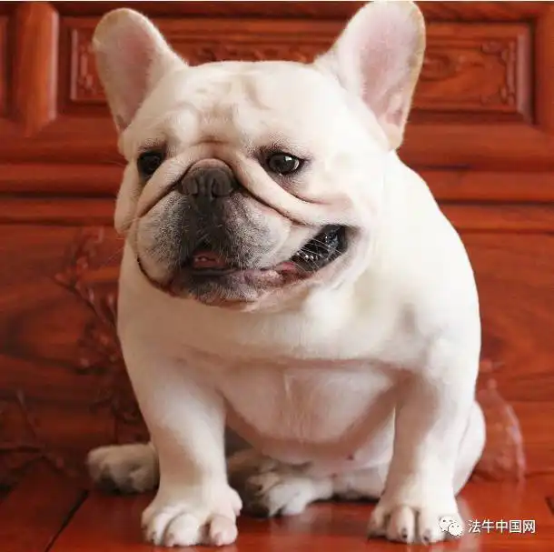 林永健牛头梗表情包记忆