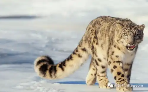 雪豹表情包傲雪