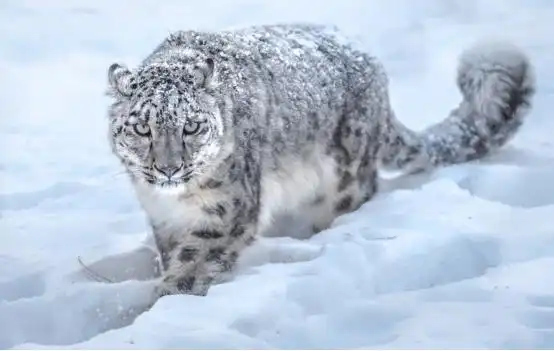 怪事越来越多新疆雪豹夜闯羊圈,咬死46只羊后,住在羊圈不肯走 怪事越来越多新疆雪豹夜闯羊圈,咬死46只羊后,住在羊圈不肯走