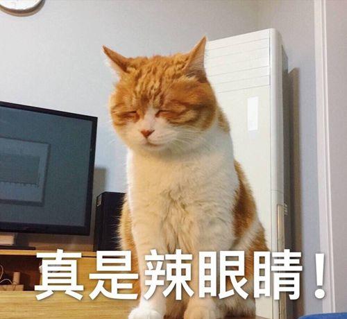  橘猫看主人炒菜,竟然流口水了,能不能矜持点不要面子吗
