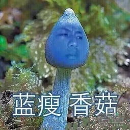  有意思蓝瘦香菇表情包太火是什么梗原来是和黑凤梨一样的笑话