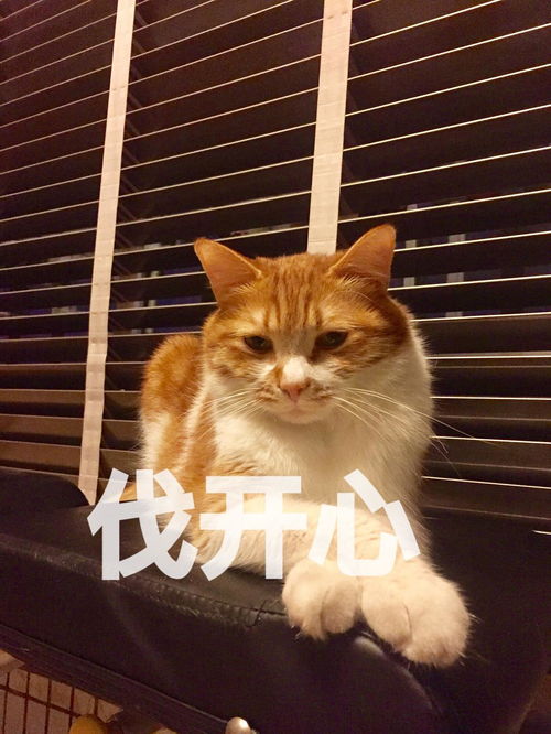  更新表情包喜欢睡阳台的猫