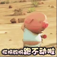 猪起床啦gif表情图片