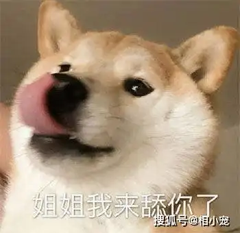  与狗同在有它,此生无憾