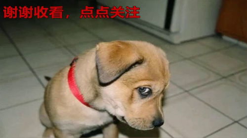  海豹握着我的豹枕,最有安全感
