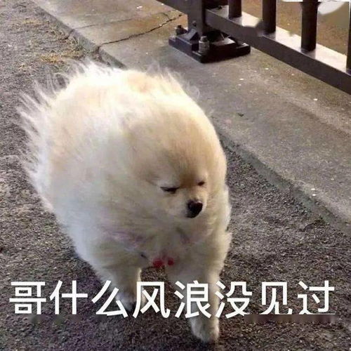  表情包愿丢失的快乐都在这冬天悉数归来