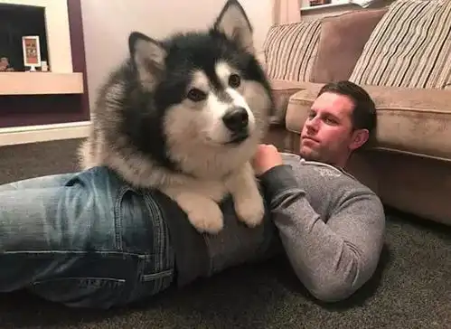 两只阿拉斯加猪,带大了一只小猫咪,这日常也是暖到爆 两只阿拉斯加猪,带大了一只小猫咪,这日常也是暖到爆