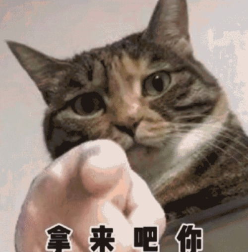  想要崽儿表情包