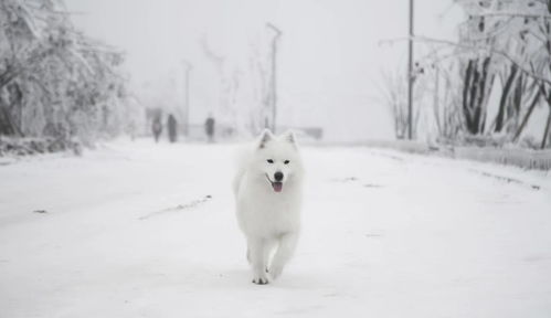  南方的雪橇犬,第一次见到雪时,会是啥样的表情
