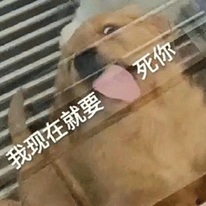  舔狗系列表情包合集我要做你的专属舔狗