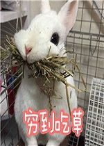  耶小兔子