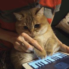  这橘猫天生一脸人家欠它小鱼干的表情,这大脸大眼也是没谁了...