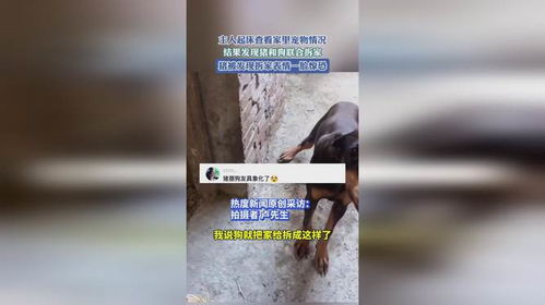  主人起床查看家里宠物情况,结果发现猪和狗联合拆家,猪被发现拆家表情一脸惊恐