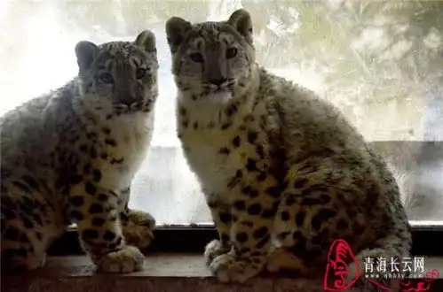 春节长假西宁西山别样热闹 春节长假西宁西山别样热闹