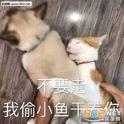  我还有机会吗狗表情包你就永远进不了快乐星球表情包下载乐游网游戏下载