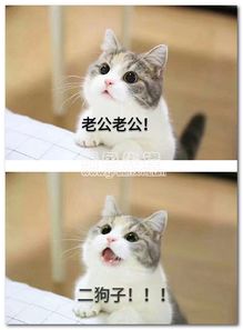  绿色先锋下载2017年5月11日绿色精品更新