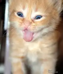 叮当猫的减肥会所 叮当猫的减肥会所