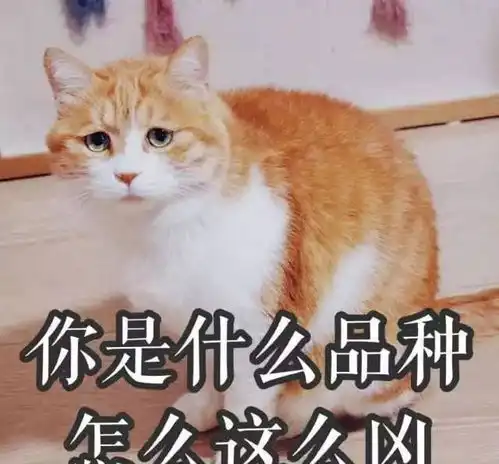 有哪些猫咪活成了表情包求这些猫咪的心理阴影面积 有哪些猫咪活成了表情包求这些猫咪的心理阴影面积