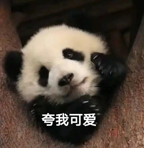 哔哩哔哩专栏 哔哩哔哩专栏