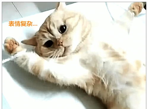  趁猫咪睡着带去绝育,醒来后发现自己被五花大绑,表情萌哭主人