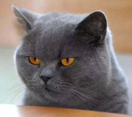  日本人心目中认为最可爱的八种猫咪,网友没有一个是我国的品种