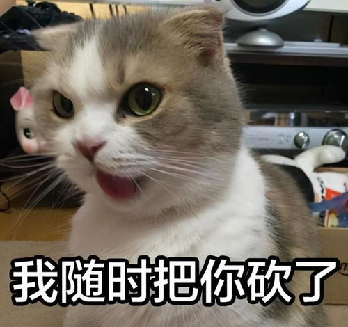  判断猫咪是否信任你的6大动作,看你有没有白养它