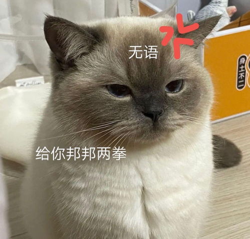  表情包沙雕表情包1498期