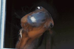 搞笑gif段子狗子女朋友不给挠后背,只好自己想办法了 搞笑gif段子狗子女朋友不给挠后背,只好自己想办法了