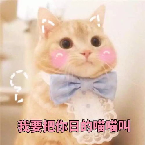  喵咪表情包