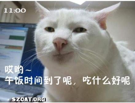 来一份瑟图表情包猫咪