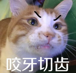  滚咆哮山鼠土拨鼠表情包老鼠搞笑装逼老鼠搞笑装表情包滚...