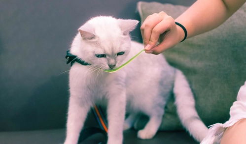  主人把英国短毛猫养成了表情包猫咪买我的时候你不是这样的