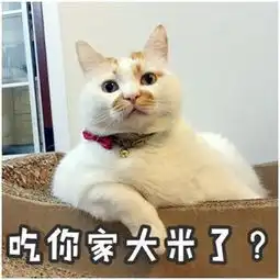 愿你在喵星永远幸福