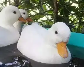  王思聪新欢上热搜,比以前的网红都好看