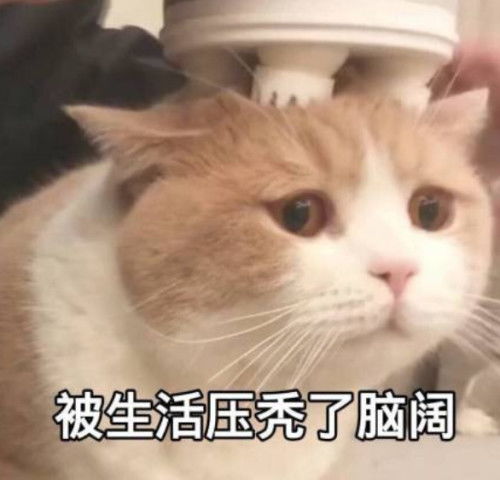  熬夜党专用表情包别人脱单你脱发,以后还敢熬夜吗