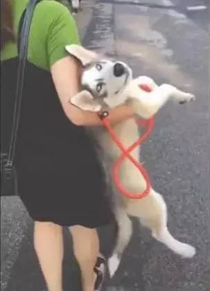  论哈士奇表情包,怎一个贱字了得